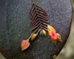 Orquidea.Pleurotalis. 4