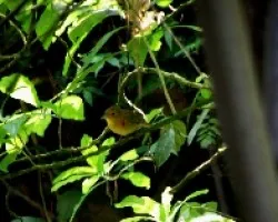 Piranga rubra