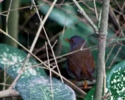 Catharus aurantiirostris
