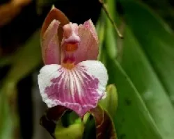 Aspasia epidendroides.