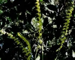 Pleurothallis sp.