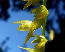 Pleurothallis sp