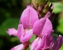 Desmodium canadense