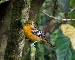Icterus galbula