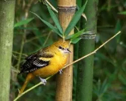 Icterus galbula
