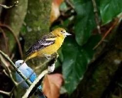 Icterus galbula