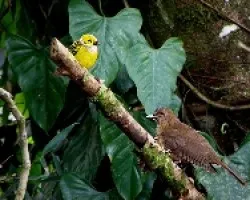 Tangara icterocephala y Turdus grayi
