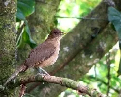 Turdus Grayi.