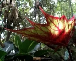 Hoja de begonia