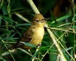 Piranga rubra