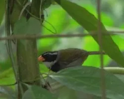 Arremon aurantiirostris