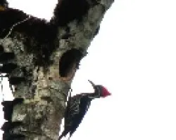 Dricopus liniatus.