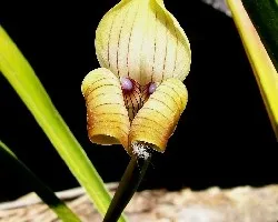 Trigonidium egertonianum.