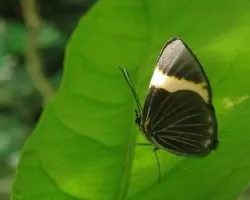 Mariposa.