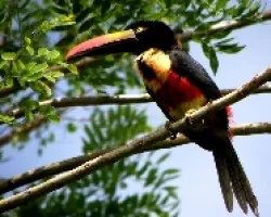 Pteroglossus frantzii.