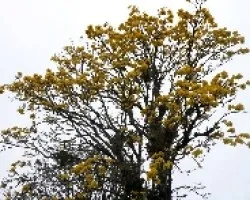 Tabebuia ochracea.