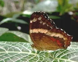 Mariposa.Anartia fatima.