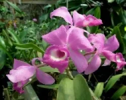 Cattleya deckeri.