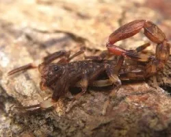 Centruroides bicolor.