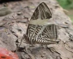 Colobura dirce
