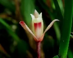 Maxilaria
