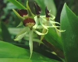 Orquidea Encyclia