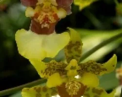 Orquidea Oncidium.