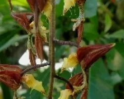 Orquidea Gongora leuconchila.