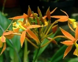 Orquidea .7