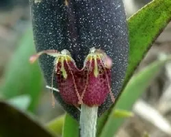 Orquidea 12