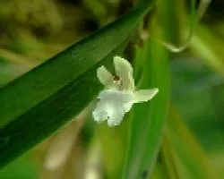 Orquidea 9