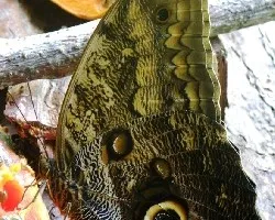 Caligo eurilochus sulanus