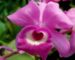 Cattleya deckeri.