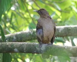 Turdus grayi