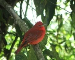 Piranga rubra