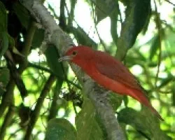 Piranga rubra