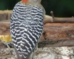 Melanerpes rubricapillus