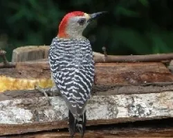 Melanerpes rubricapillus