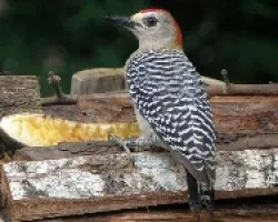 Melanerpes rubricapillus