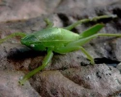 Grillo o esperanza.