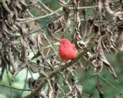 Piranga rubra
