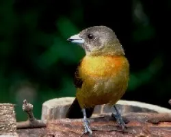 Ramphocelus costaricensis.