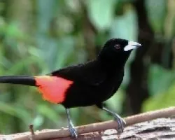 Ramphocelus costaricensis.