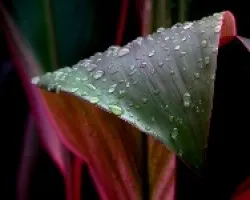 Gotas en una caña india