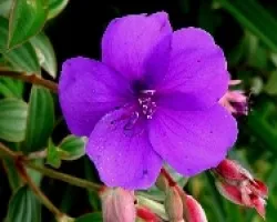 Flor lila