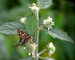 Hesperiidae urbanus
