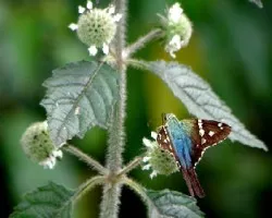 Hesperiidae urbanus