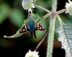 Hesperiidae urbanus