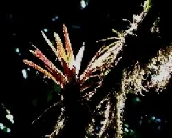 Bromelia.