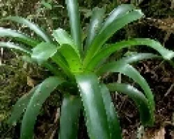 Bromelia.